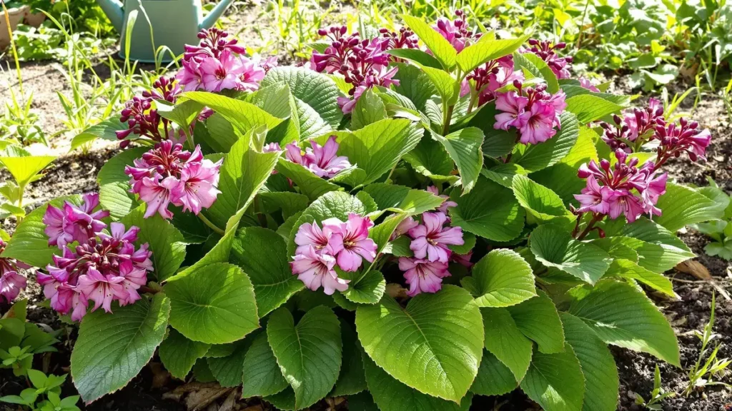 Zeg stop tegen onkruid door deze bloem vandaag nog aan je tuin toe te voegen